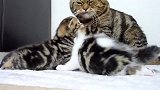 墙角的小猫咪们，这么多只小可爱，养哪一只