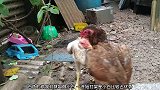 公鸡打架互相咬住对方的脖子，还不停的用脚踢来踢去