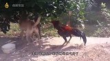 大公鸡抢狗崽的饭，不料狗崽子“急眼了”，镜头拍下搞笑一幕