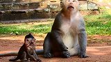 猴王负责照顾小猴，小猴遭到坏猴子欺负，猴王实力保护小猴！