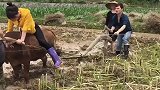 城里来的表妹，非要体验一下骑牛的感觉
