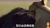 公牛忍住疼痛积蓄力量，再次疯狂反击，狮群心惊胆战不敢上前