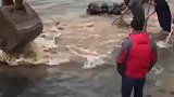 家里有矿啊，挖掘机捞鱼