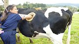 为何要在奶牛身上挖个洞，还经常用手去掏？原来是为了它们好