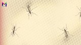 以色列打造灭蚊神器，激光制导精准打击，让蚊子无所遁形