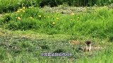 为啥老辈人说黄鼠狼不能杀？科学证明还真不能杀，镜头记录全程