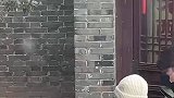 召唤橘猫作为我的精灵
