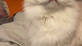 小猫咪不睡觉非要找小子.