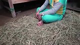 小伙做噩梦惊扰哥哥，哥哥不顾兄弟情谊让其睡谷草堆。