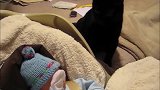 睡着的宝宝，小猫好奇的看看这是什么，有意思！