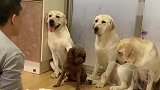 四只狗狗谁把衣服弄脏了，赛文一家三口都说是泰迪，真团结