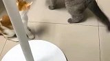 又菜又爱玩傻猫的日常萌宠