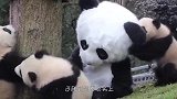 熊猫宝宝失去妈妈，饲养员穿上玩偶服假扮，镜头记录有爱一幕