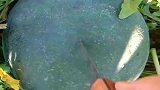 这个西瓜看样是熟透了，一点就开了，看样子就很甜的样子！