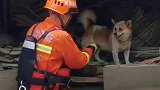 洪水中这一幕暖心：”忧郁“小狗受洪水惊吓 消防员将其抱出