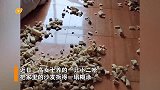 瘸腿小二哈被收养痊愈后疯狂拆家，网友笑喷：现在知道腿咋瘸的了