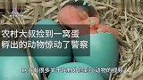 大爷野外见到了一窝怪蛋，让家里母鸡孵化之后，引来了警察