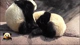 熊猫宝宝桃浜走向熟睡中的姐姐：悄悄蒙上你的眼睛，猜猜我是谁？