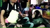虽然两只猩猩都很可爱，但是很明显，管理员更偏爱小不点儿啊！