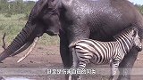 公斑马试图淹死小斑马，斑马妈妈赶到疯狂反击，镜头记录全过程！