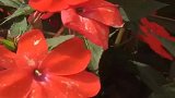 早安：祝大家国庆节快乐！