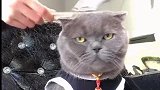 猫咪：我不愿意理发，主人非得给我理，我很生气！