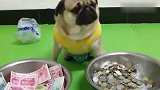 巴哥犬要饭的生意不错，还让男主下次带一兜，真逗