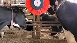 牛羊养殖设备牧场毛刷