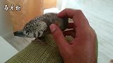 3个月大的小玄凤鹦鹉，最喜欢按摩了，低着头老是要人挠痒痒
