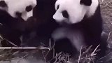 大熊猫高能瞬间，这还是个多面手，哈哈哈