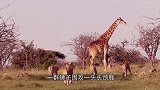 鬣狗盯上长颈鹿母子，看得流口水，找准时机就偷袭！