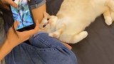 一只小猫咪的内心有多温柔#萌宠出道计划 #爱宠来狂欢 #独特小田园