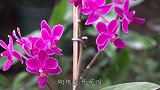 蝴蝶兰吃点“渣渣灰”，花箭猛窜止不住，花开压弯枝