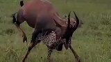 羚羊奋力反击猎豹，看它腿部小动作这是致命一击