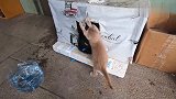 发现一只歪头杀的小奶猫，一脸呆萌：瞅你咋地