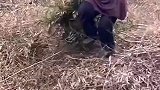 女子上山砍毛竹，一只手拖着大捆竹子仍能跳上跳下！