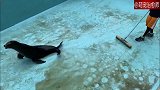 饲养员在打扫卫生，海狮却还在里面滑着玩，溜的好开心啊！