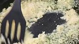 分享一道蒜蓉粉丝虾，招待亲友倍儿有面子