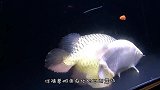 金龙鱼产卵，主人还没来得及高兴，雄鱼就将所有鱼卵吞进口中