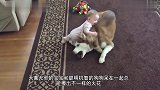 狗狗和宝宝合作偷零食,不料老妈突然过来,狗狗的举动太搞笑了