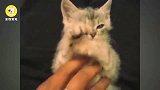 猫咪爱撒娇求主人摸摸,网友真是个磨人的小妖精!