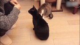 谢春花的VLOG，记录猫奴日常工作，第一次体验做艺术品