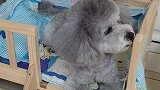 昨天被孩子追着喊，给吓到了