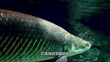 这鱼有多“硬骨头”？做成刀具轻松扎破易拉罐，杀猪都不在话下！
