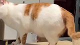 小姐姐骗猫猫吃罐头，傻萌小猫每一次都上当受骗