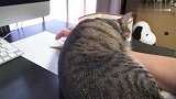猫咪为了不让主人玩电脑，就这样压着主人的手一动不动