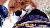 狐狸看到主人来看它，激动的忍不住，抱主人大腿撒娇卖萌