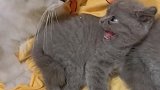 这小猫不听话，被它爸爸揍了！