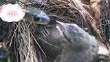 幼鸟受到小蛇攻击，幸亏鸟妈妈及时赶到，否则后果将不堪设想