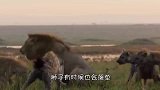 老虎隔着铁笼挑衅雄狮，雄狮突然大吼一声，老虎的举动亮了